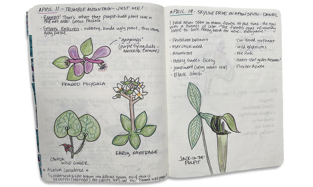 botanical journal